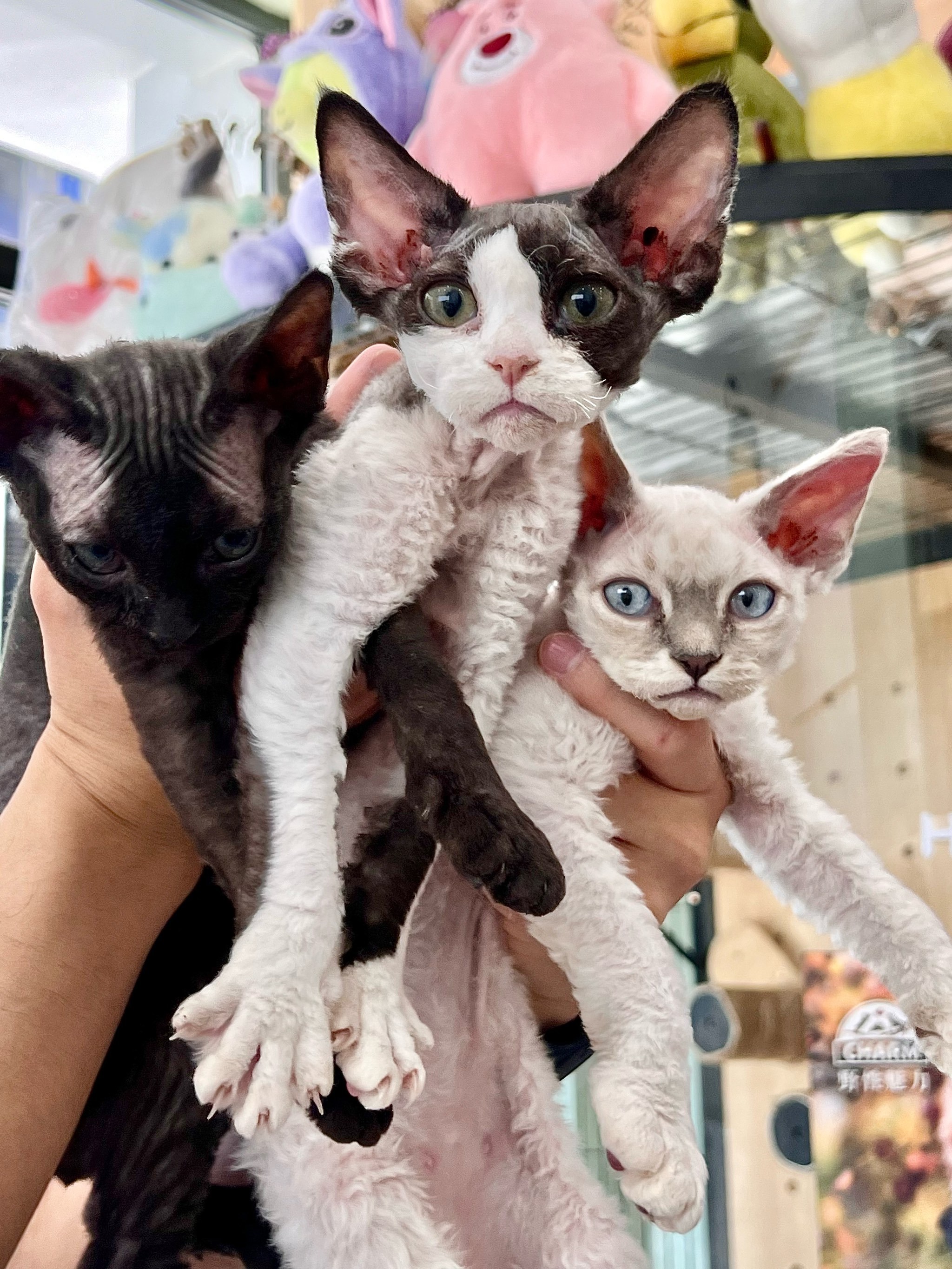 乌克兰巨猫是真的.乌克兰巨猫 是真是假?-第2张图片