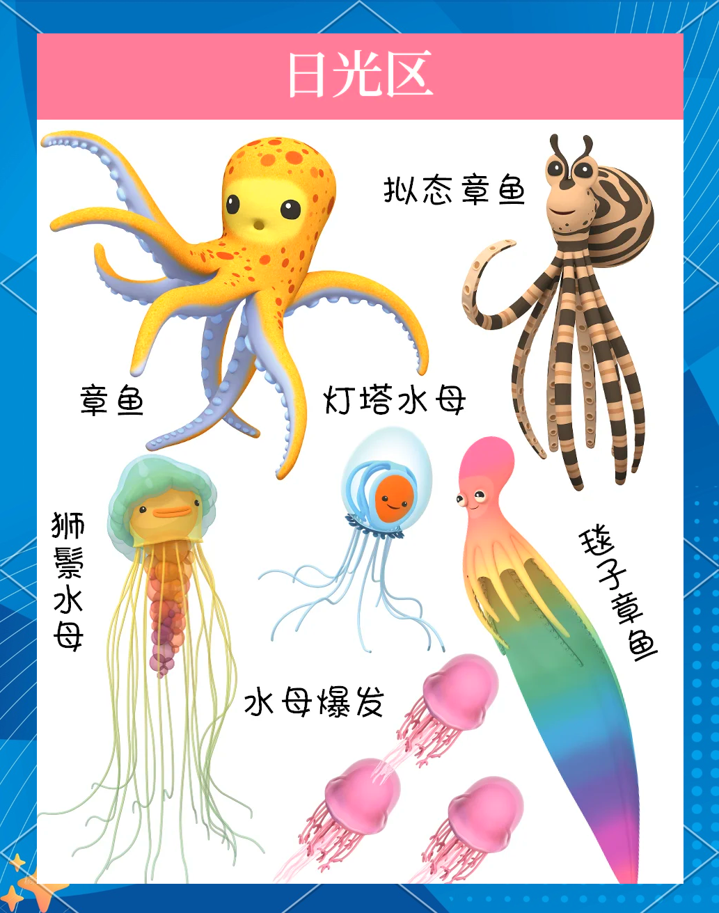 鸡心螺vs蓝环章鱼/鸡心螺种类-第1张图片