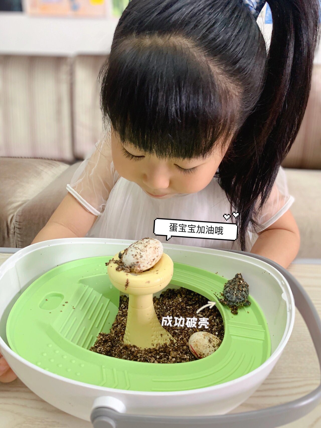 【刚出生的海龟有多大体型/刚出生的小海龟有多大】-第1张图片