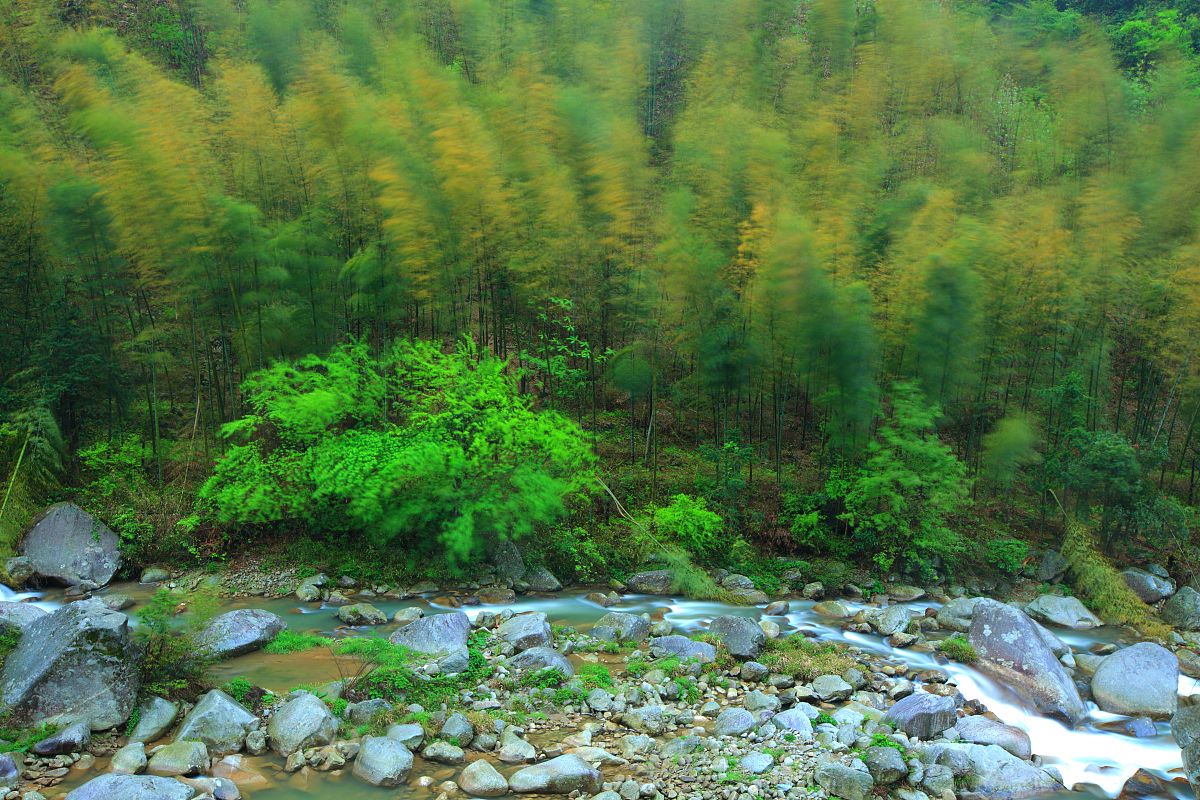 “蜀南竹海一日游攻略” 蜀南竹海一日游最佳路线？-第1张图片