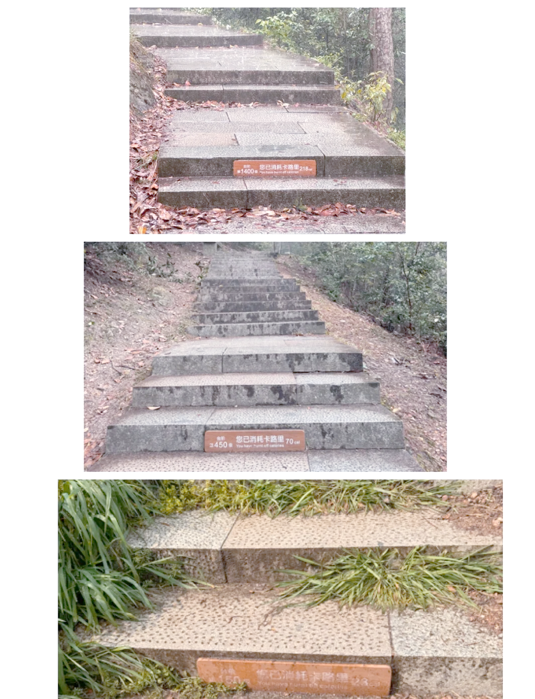 “蜀南竹海一日游攻略” 蜀南竹海一日游最佳路线？-第2张图片