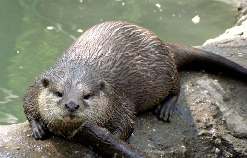 “水猴子为什么要拉人下水	” 水猴子拉人吗？-第1张图片