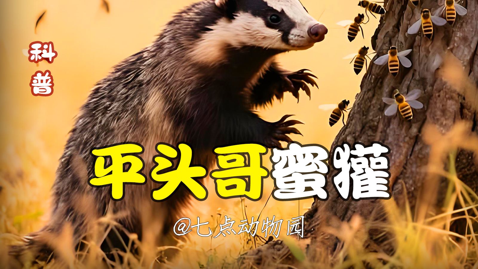 平头哥蜜獾天敌是什么,平头哥蜜獾最怕什么-第1张图片