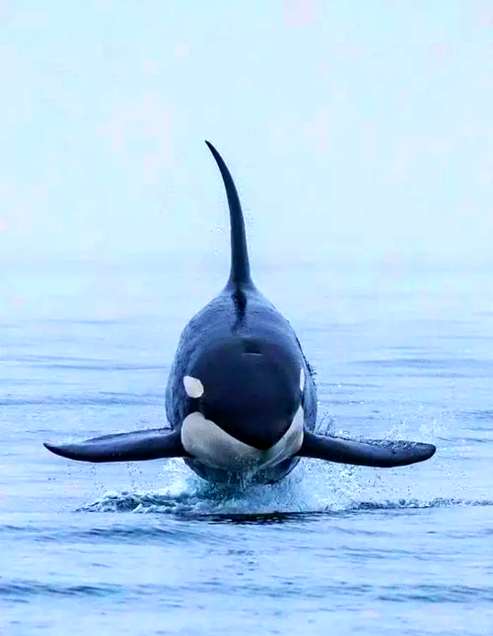 “伪虎鲸vs虎鲸	” 伪虎鲸vs虎鲸哪个厉害？-第2张图片