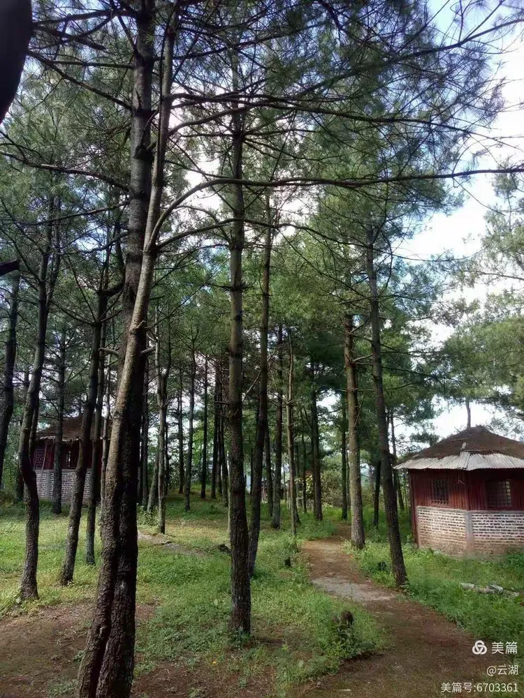 花木地区疫情是真的吗花木树村-第2张图片