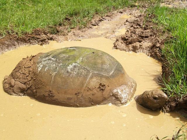 【黄河巨龟事件/黄河巨龟事件后续】-第1张图片