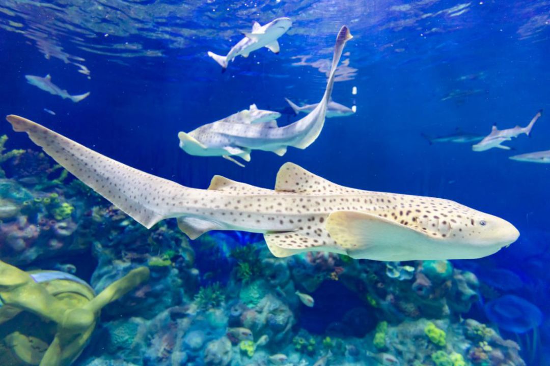 “极地海洋世界门票多少钱一张	” 贵阳极地海洋世界门票多少钱一张？-第1张图片