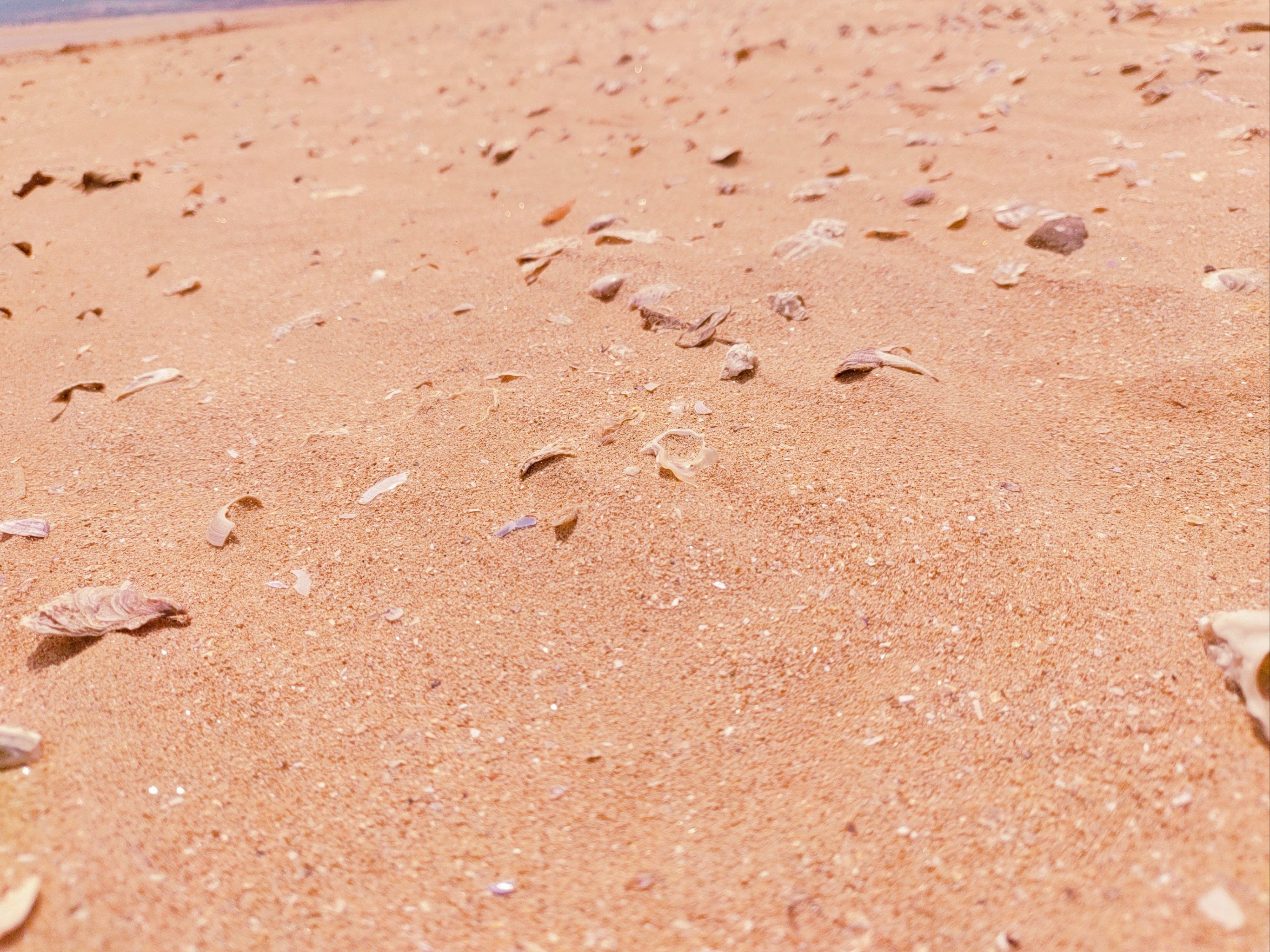 上海海湾国家森林公园︰(上海海湾国家森林公园地址交通)-第1张图片