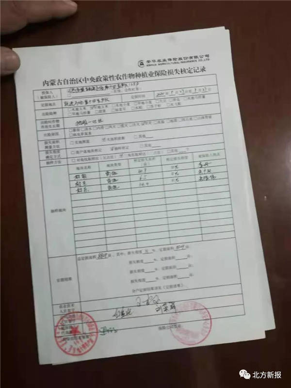 玉米男孩是什么样子玉米男孩是怎么形成的-第1张图片