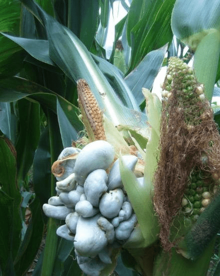 玉米男孩是什么样子玉米男孩是怎么形成的-第2张图片