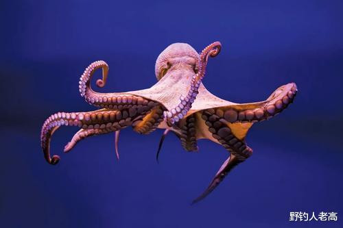 外星人有心脏吗外星人有心脏吗图片-第1张图片