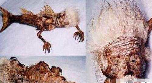 “这世界上真的有美人鱼吗” 世界上真真的有美人鱼吗？-第1张图片