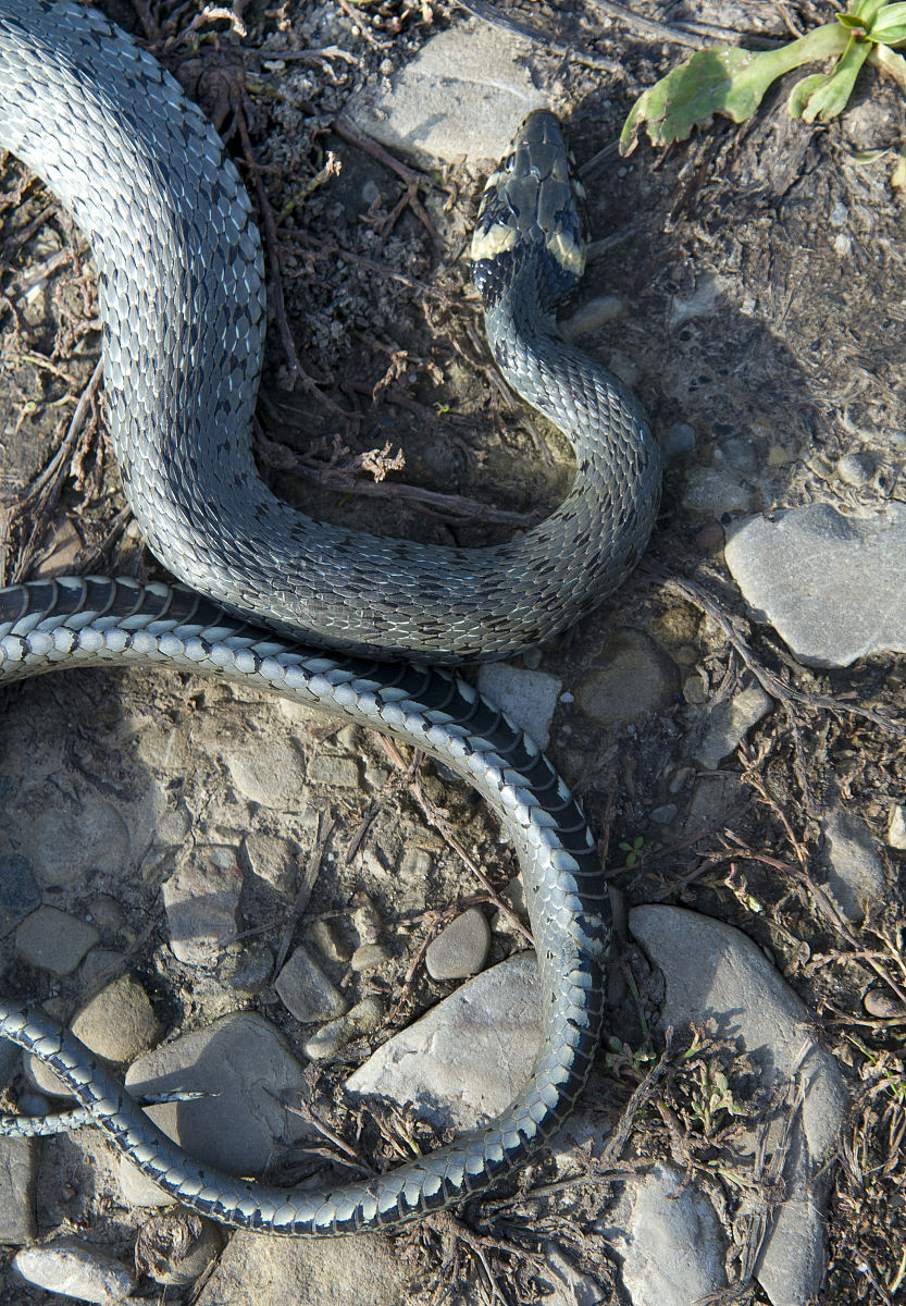 辽宁修路挖到巨蟒蛇是真的吗︰(辽宁修路挖出17米大蛇)-第2张图片