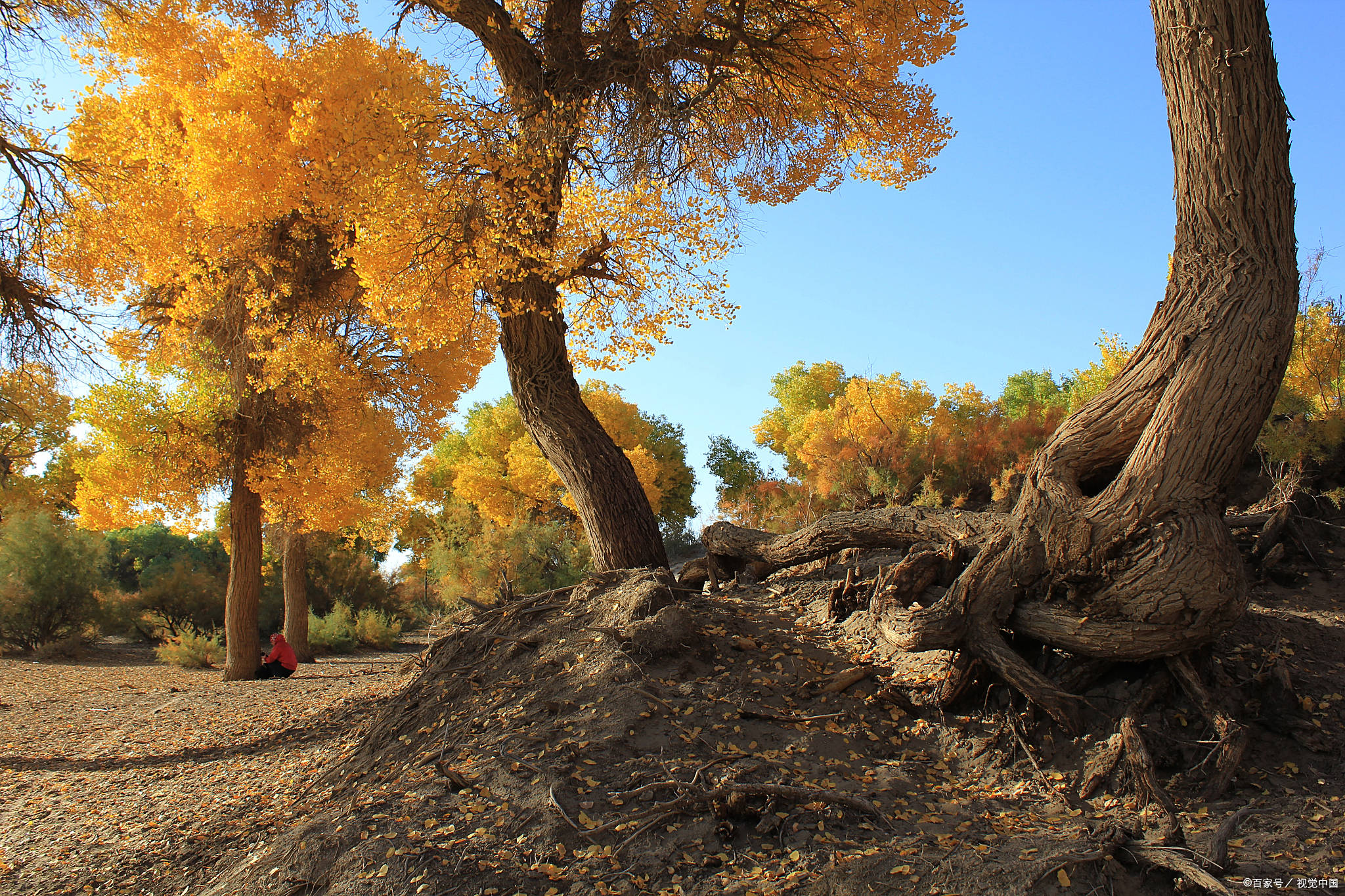 【额济纳旗胡杨林/额济纳旗胡杨林风景图片】-第1张图片