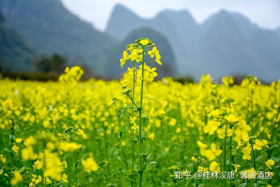 桃花源记为什么黄暴桃花源记为啥恐怖-第1张图片