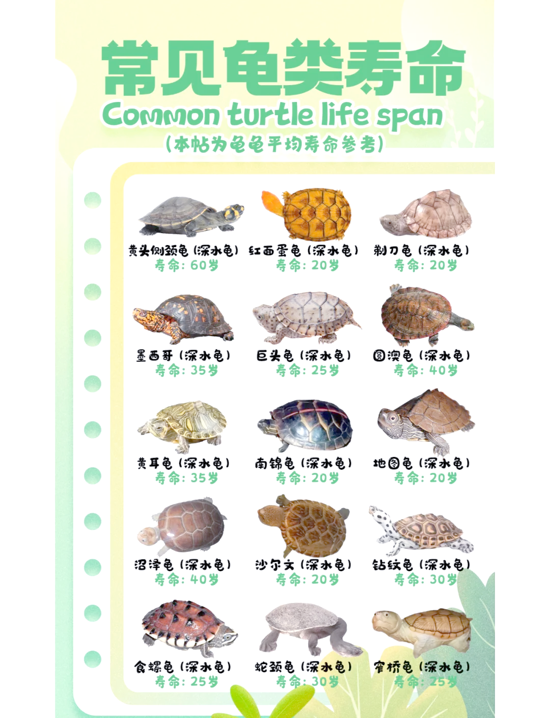 乌龟的祖先是什么乌龟的祖先是啥-第2张图片