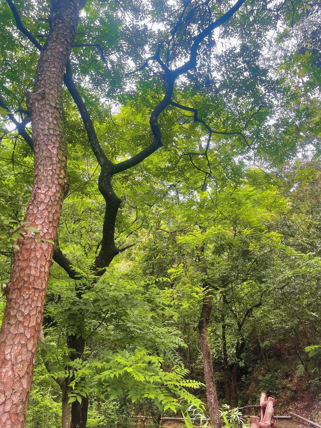清远有什么好玩的地方景点︰(清远有什么好玩的地方景点推荐除了漂流)-第1张图片