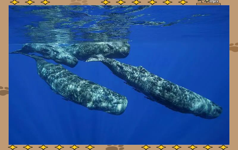 大王乌贼和抹香鲸谁大,大王乌贼和抹香鲸搏斗视频-第2张图片