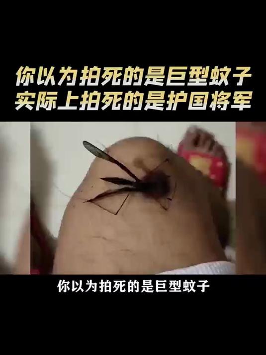 看起来很大的蚊子.很大的蚊子是什么品种-第1张图片