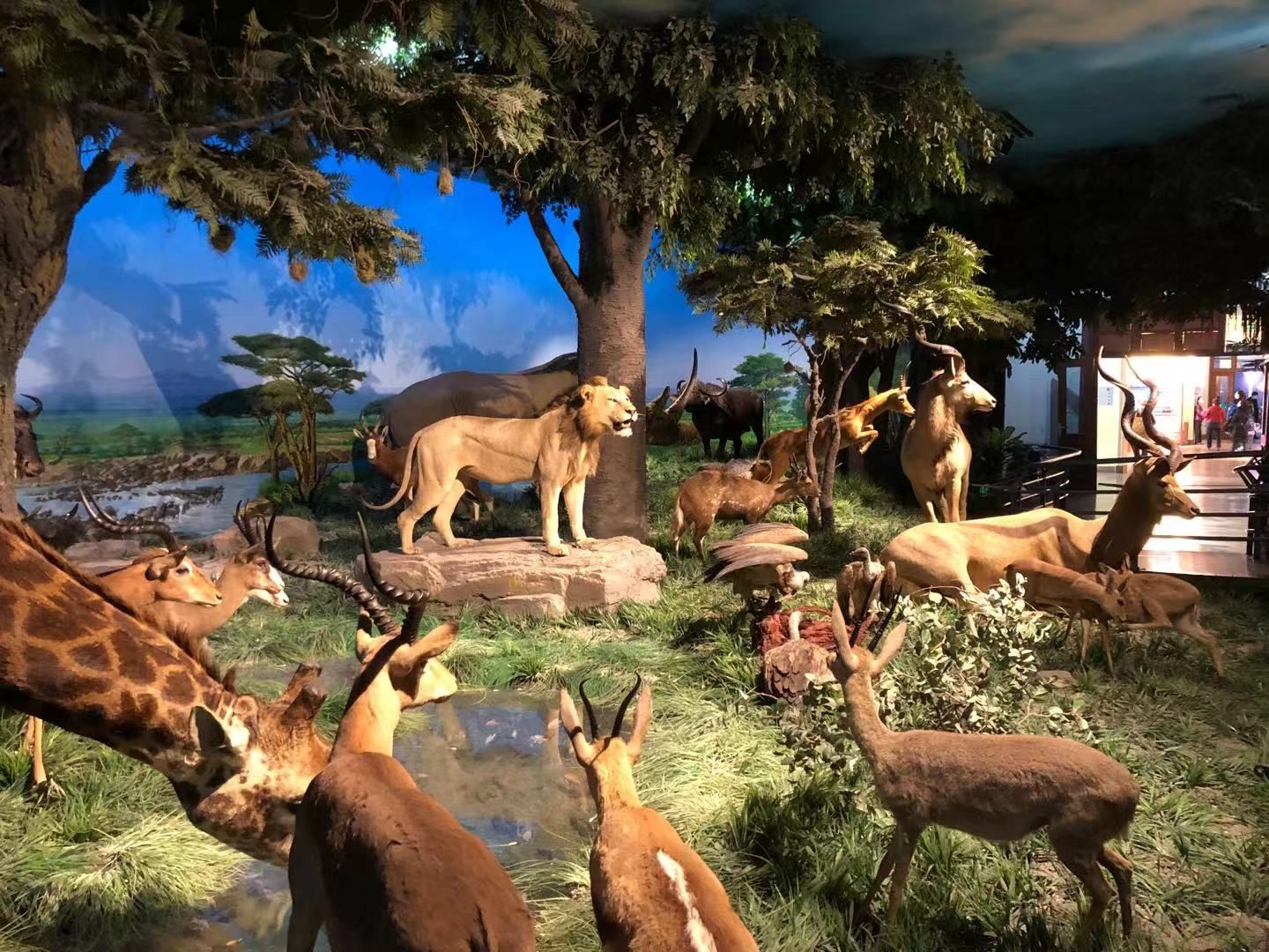 北京自然博物馆官方网站.北京自然博物馆官方网站虚拟展厅入口在-第1张图片